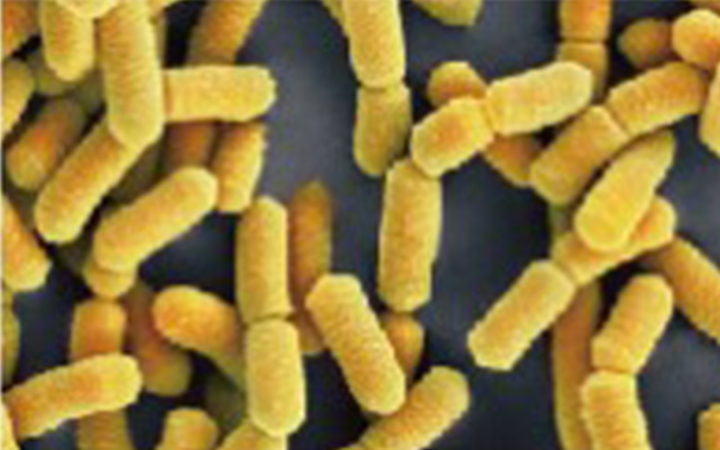 Lactobacillus