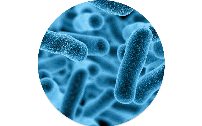 Lactobacillus