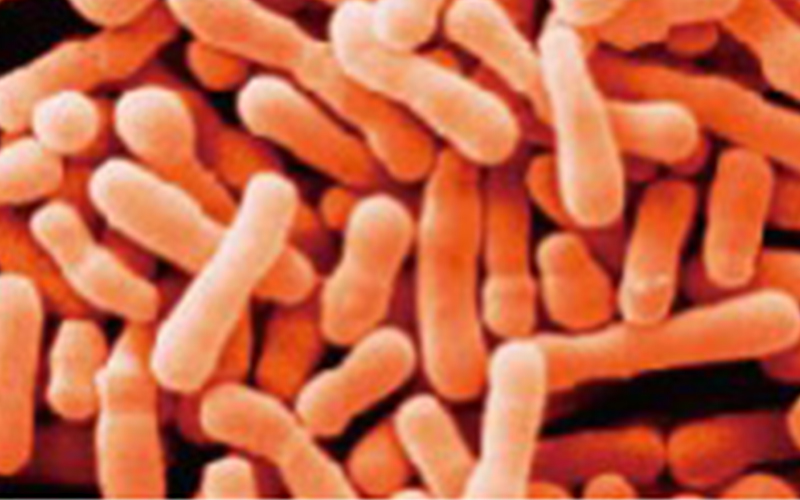 Bifidobacterium