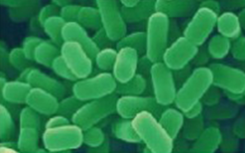 Lactobacillus